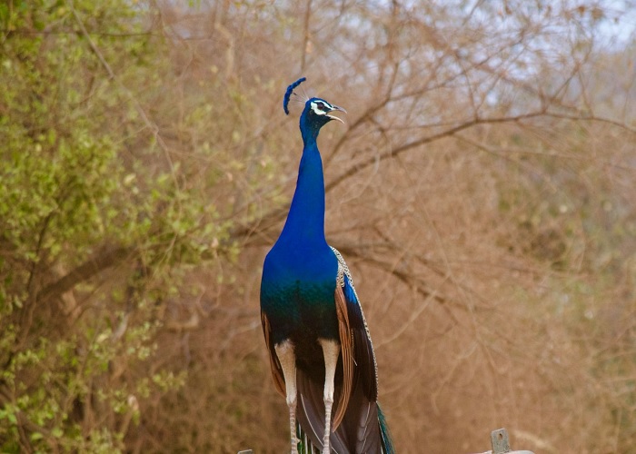 Delhi Sariska Same Day Tour