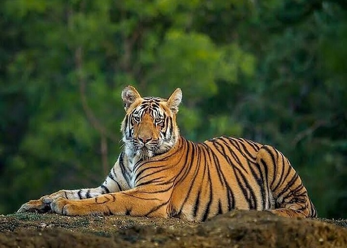 Delhi Sariska Same Day Tour