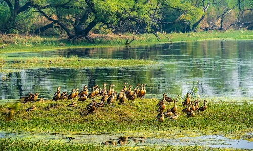 10:30 AM – Arrival in Bharatpur