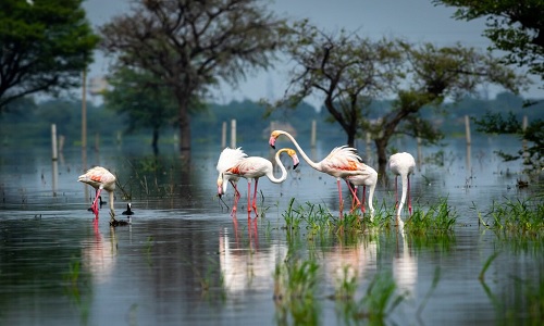 11:00 AM – 02:00 PM – Keoladeo National Park Visit