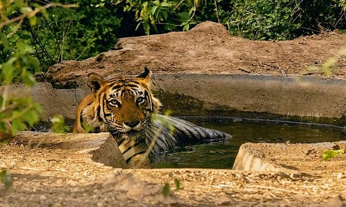 10:00 AM – Arrival at Sariska Tiger Reserve