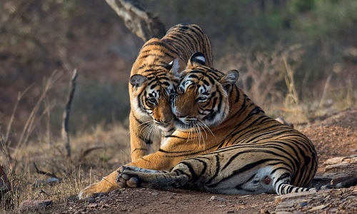 Day 3: Agra – Fatehpur Sikri – Ranthambore (Approx. 290 km / 6 Hours)