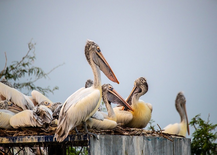 Delhi Bharatpur One Day Tour